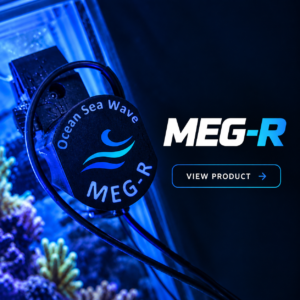 MegR.      Only available to the US Market from Collectors Corals and Pootang Reef